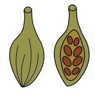 Cardamom. Whole and half with seeds. Spice, condiment and herb. Doodle icon, logo, sticker. flat illustration. vector