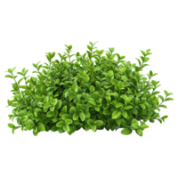 Green bush isolated on transparent background png