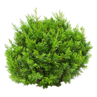 Green bush isolated on transparent background png