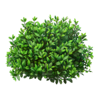 Green bush isolated on transparent background png