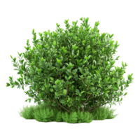 Green bush isolated on transparent background png