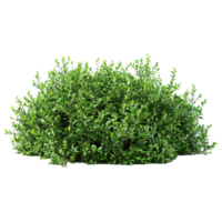 Green bush isolated on transparent background png