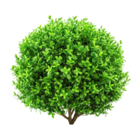 verde arbusto aislado en transparente antecedentes png