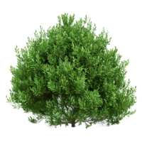 Green bush isolated on transparent background png