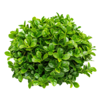 Green bush isolated on transparent background png