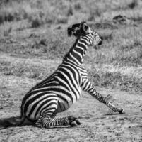 Zebra and Bird in Africa photo