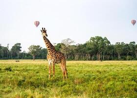 jirafa y caliente aire globo foto