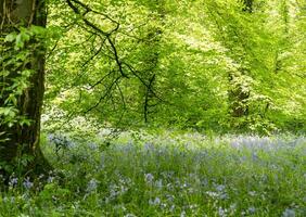 Bluebell Wood in Springtime photo