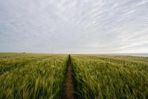 Path Through a Cornfield photo