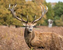 Stag in Bracken photo