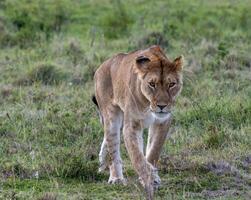 leona en África foto