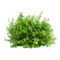 Green bush isolated on transparent background png