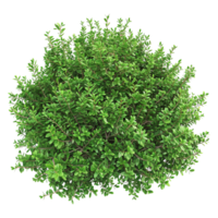 Green bush isolated on transparent background png