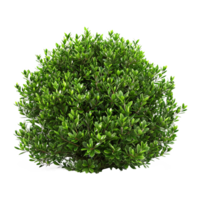 grön buske isolerat på transparent bakgrund png
