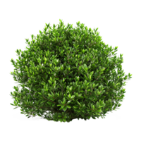 Green bush isolated on transparent background png