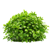 Green bush isolated on transparent background png