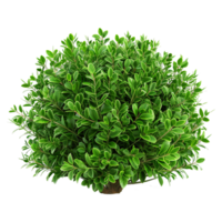 Green bush isolated on transparent background png