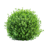 Green bush isolated on transparent background png