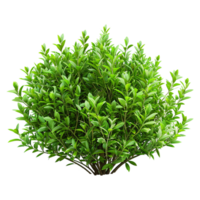 verde arbusto isolado em transparente fundo png