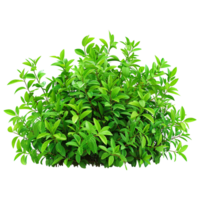 Green bush isolated on transparent background png