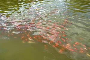 japonés koi pescado en estanque. foto