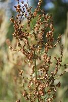 Dry wild plant macro shot. photo