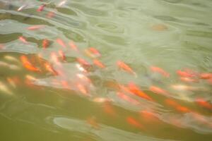 japonés koi pescado en estanque. foto