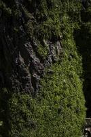 Green moss on a bark of tree. photo