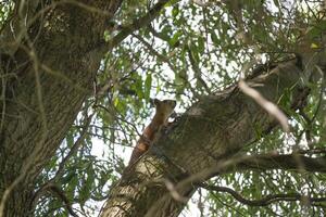 Red squirrel on tree. photo