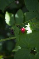 Wild berry in the forest. photo