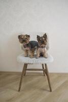 Two yorkshire terriers sitting on a white chair. photo