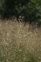 Panicum plant close up. Natural background. photo