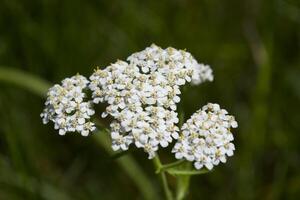 White wild flower macro shot. Floral background. photo