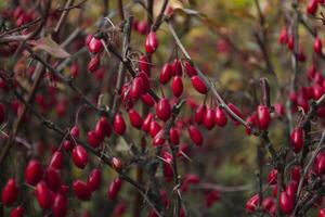 Red berries of barberry on a branch photo