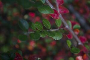 Colorful autumn leaves, close up. Fall background. Natural autumn texture. photo