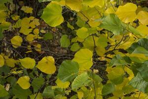 Colorful autumn leaves, close up. Fall background. Natural autumn texture. photo