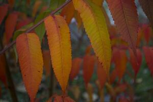 Colorful autumn leaves, close up. Fall background. Natural autumn texture. photo