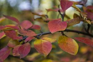 Colorful autumn leaves, close up. Fall background. Natural autumn texture. photo