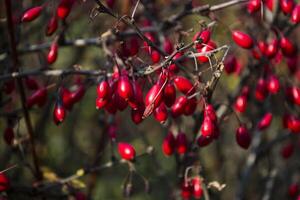 Red berries of barberry on a branch photo