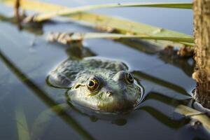 Frog in a pond, close up. photo
