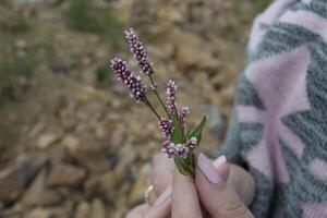 The wild flower in woman's hand. photo