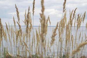 The bulrush on the coast line. photo