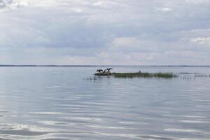 The island in the sea and silhouettes of birds. Summer seascape. photo