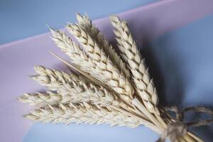 The ears of wheat on bright background. photo