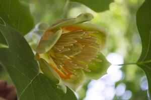 Liriodendron tulipifera flower close up. photo