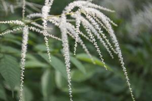 Natural pattern. Botany natural background. photo