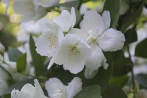 jazmín flores cerca arriba. jazmín floreciente. foto