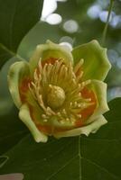 Liriodendron tulipifera flower close up. photo