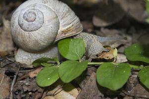 el caracol en un verde hoja. foto