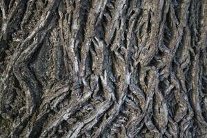 Bark of a tree. Wooden background. Grey wooden texture. photo